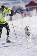Lenk 2013